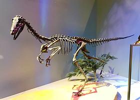 佩洛特自然科学博物馆