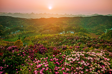 百里杜鹃风景区第 24 张图片