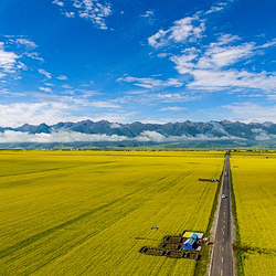 青海门源万亩花海