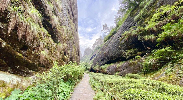 武夷山岩骨花香慢游道