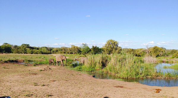Sabi Sand Game Reserve