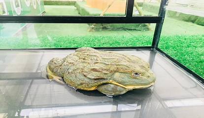 培乐方熊山谷(园林餐厅店)第 21 张图片