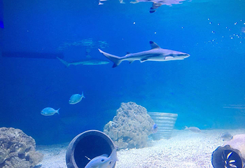 海错馆第 13 张图片