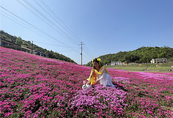 石燕湖芝樱花海第 1 张图片