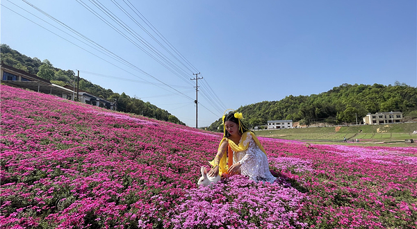 石燕湖芝樱花海