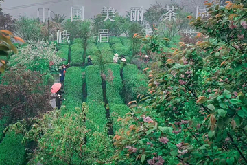 峨眉雪芽有机茶基地第 11 张图片