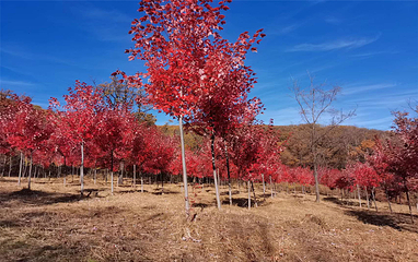 回龙山生态田园旅游区第 32 张图片