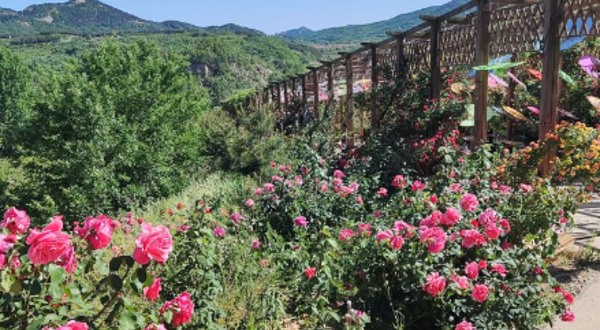 齐长城月季花谷