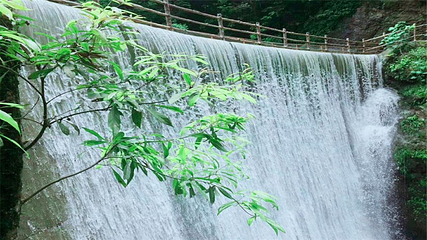 中亚楠木林风景区第 7 张图片