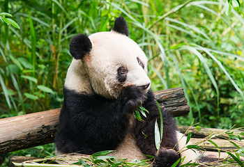 熊猫谷第 2 张图片