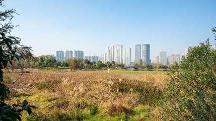 马兰圩湿地公园第 1 张图片