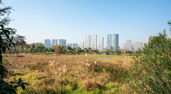 马兰圩湿地公园