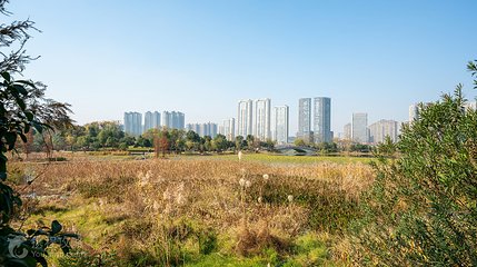 马兰圩湿地公园第 2 张图片