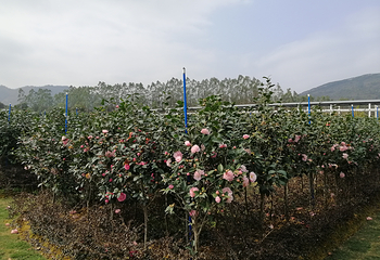 惠州盛花谷第 84 张图片