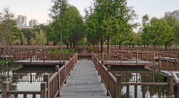 五缘湾湿地公园-迷宫