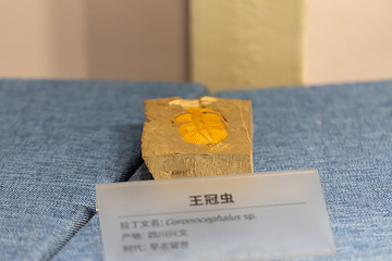 山西自然博物馆第 6 张图片