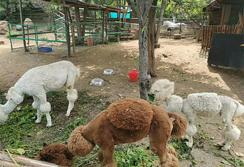 文昌湖萌宠动物园第 8 张图片