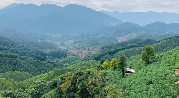 金刚碧绿茶文化园