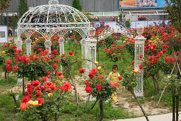 月季花海第 5 张图片