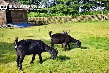 万达寻安鹿园第 5 张图片