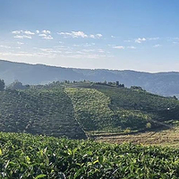 景迈千年万亩古茶园