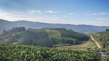 景迈千年万亩古茶园