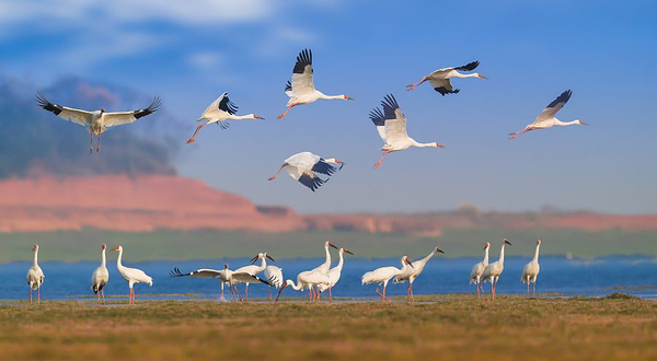 江西鄱阳湖南矶湿地国家级自然保护区