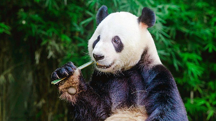 广州长隆度假区第 4 张图片