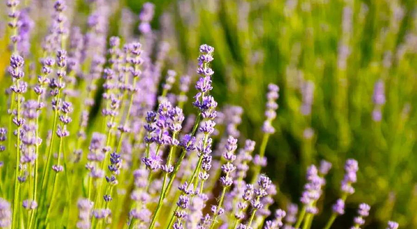 长临河薰衣草园