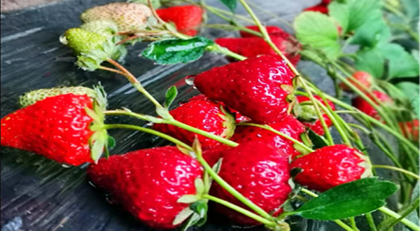 坤圣园国家级生态农业产业园