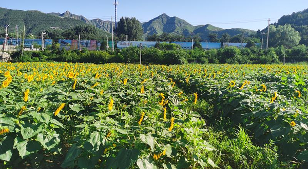 十渡小蜻蜓观光采摘垂钓乐园