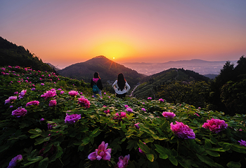华夏牡丹园第 3 张图片