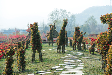 问花村第 68 张图片