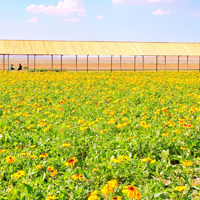 希拉穆仁草原花海牧场