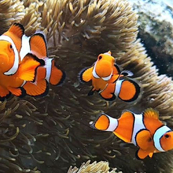 万宁洲仔岛游艇出海潜水中心