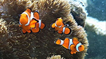 万宁洲仔岛游艇出海潜水中心