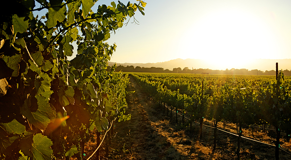 菲尼克司酒庄葡萄庄园