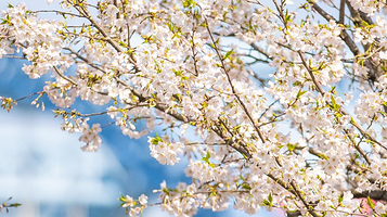 滨江最美樱花跑道