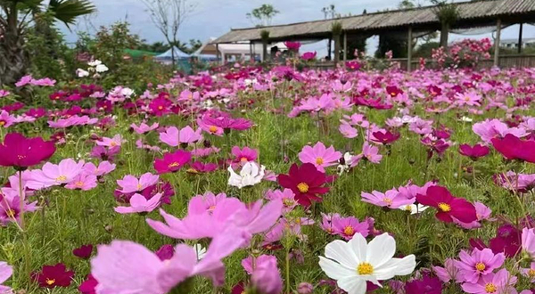 洪雅县漫花田野种养专业合作社