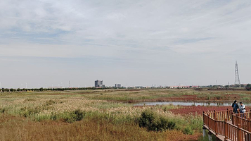 碱蓬草观景长廊