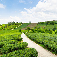 大明山万古茶园