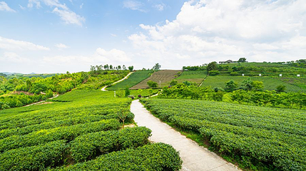 大明山万古茶园第 1 张图片