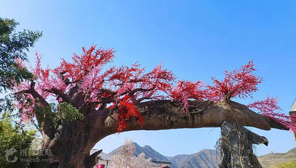 竹林关桃花谷景区第 2 张图片