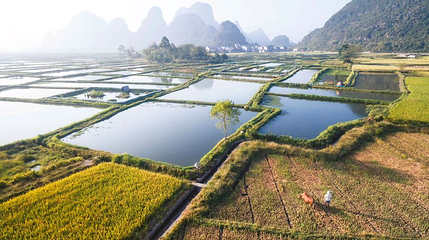 会仙湿地第 1 张图片
