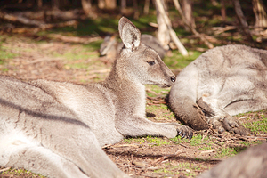 月光之旅野生动物保护园
