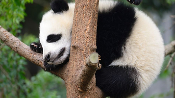 熊猫科学探秘馆