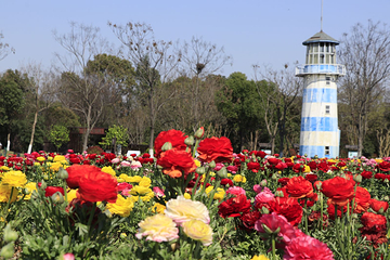 周浦花海第 21 张图片