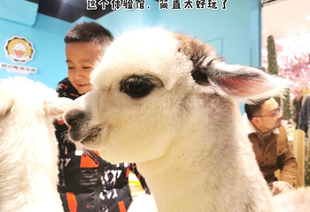猫咪博物馆第 10 张图片