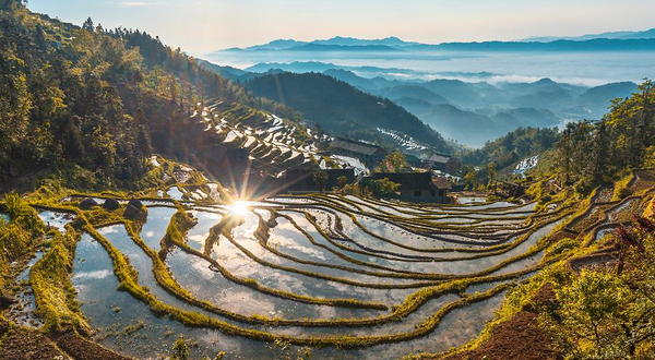 紫鹊界梯田