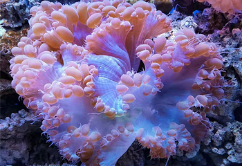 好当家海参博物馆第 9 张图片